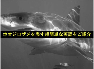 【イメージ通りのおもしろい英語】『ホオジロザメ』は英語で何という？