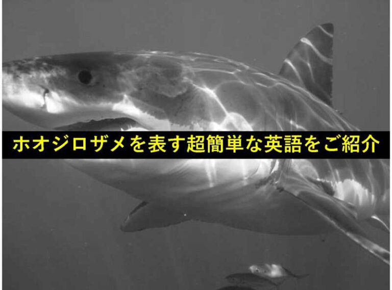 ジョーズ　ホオジロザメ　英語