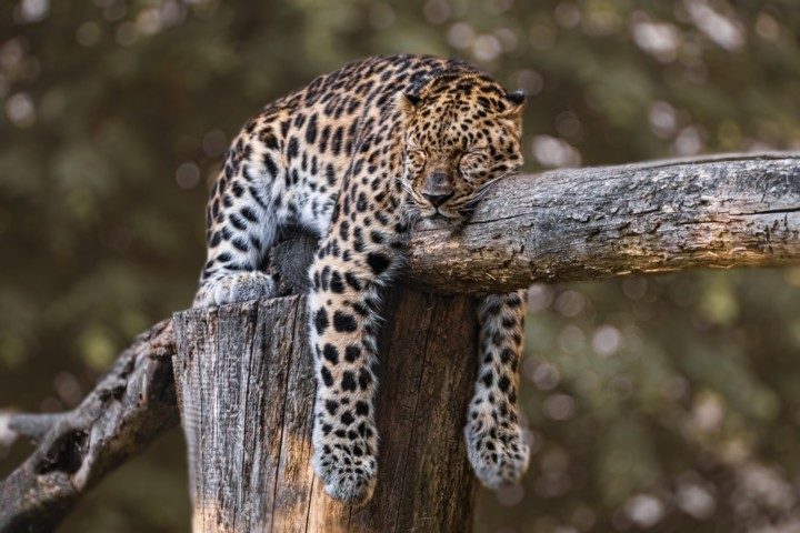 チーター