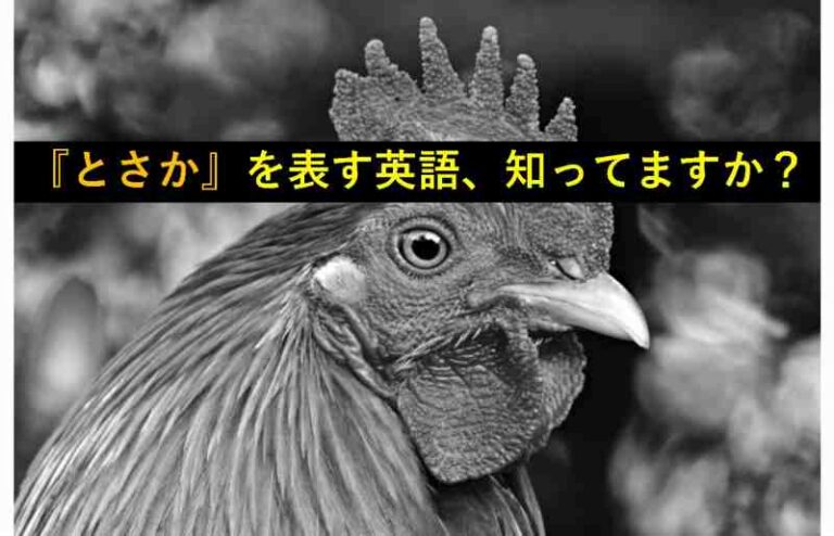 とさか　英語