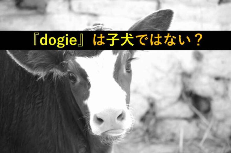 dogie 犬　子牛