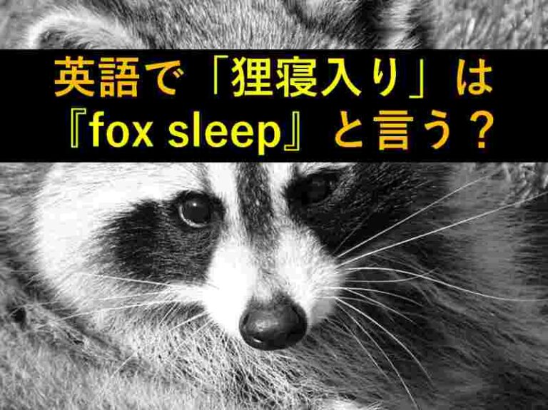 おもしろい豆知識 狸寝入り は英語で Fox Sleep 旅をする記