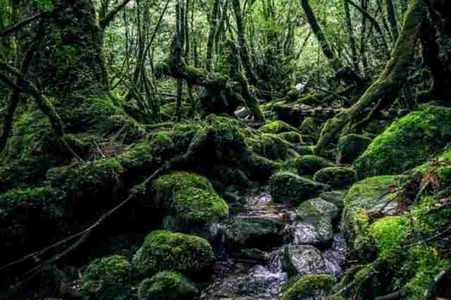 屋久島　世界遺産