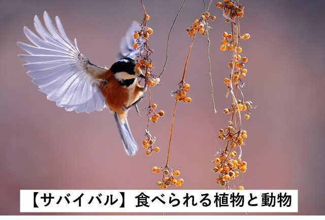 サバイバル　食べられる　食べられない　植物　動物