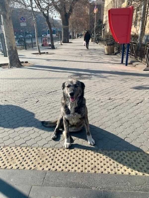 アルメニア　エレバン　野犬