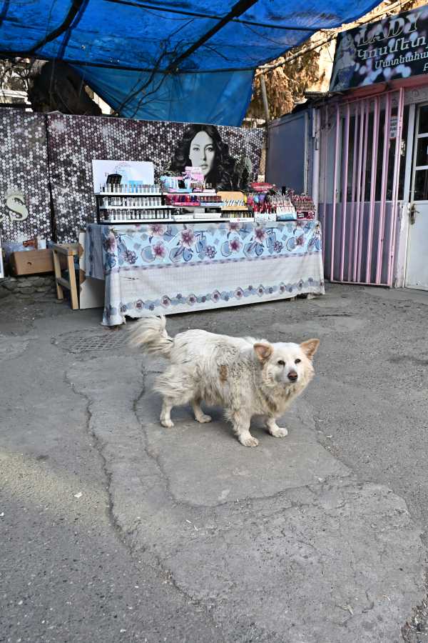 アルメニア　エレバン　野犬