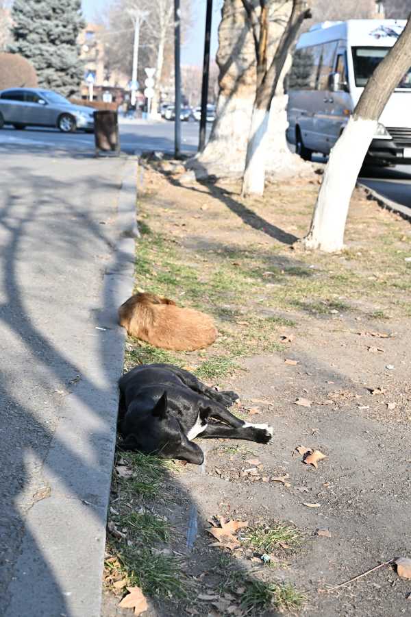 アルメニア　エレバン　野犬
