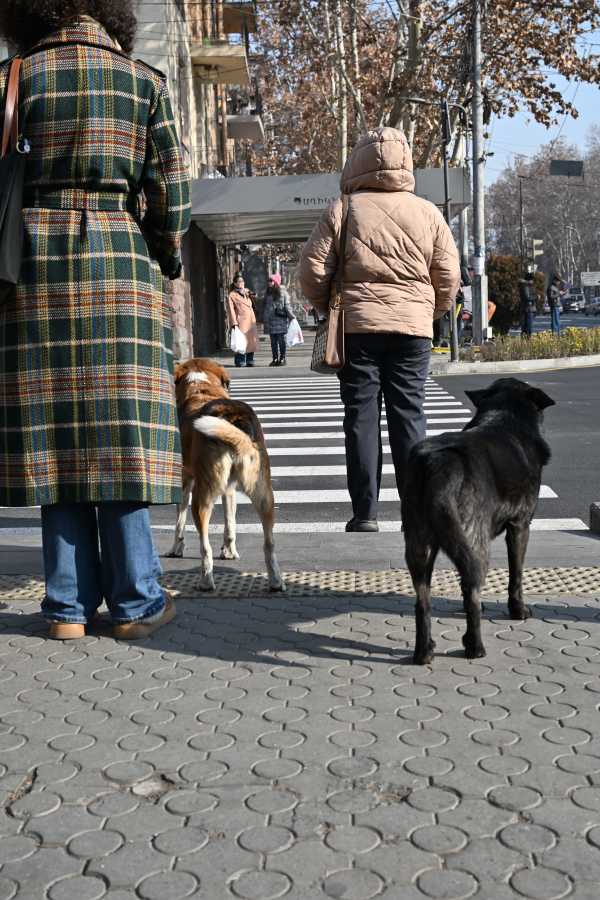 アルメニア　エレバン　野犬