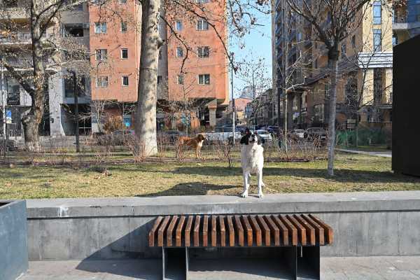 アルメニア　エレバン　野犬