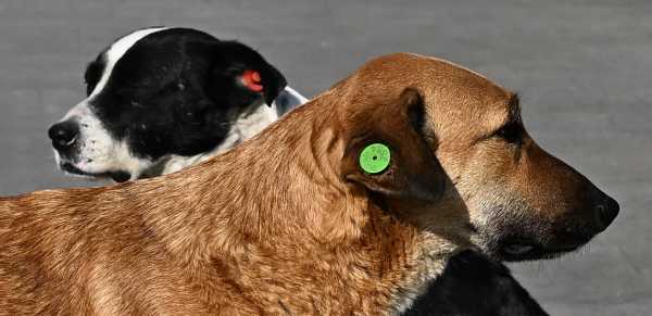 アルメニア　エレバン　野犬