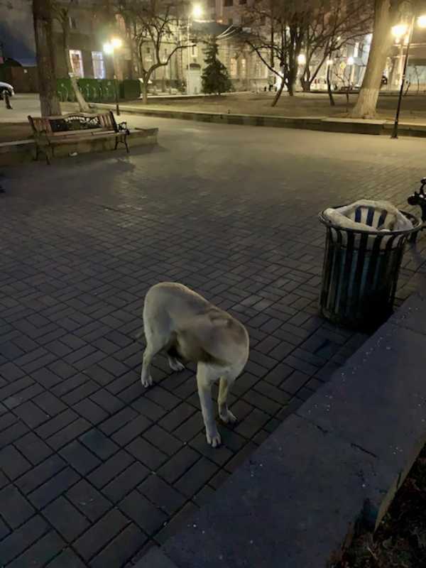 アルメニア　エレバン　野犬