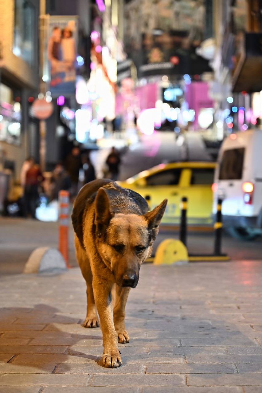 istanbul-turkey-dog (1)
